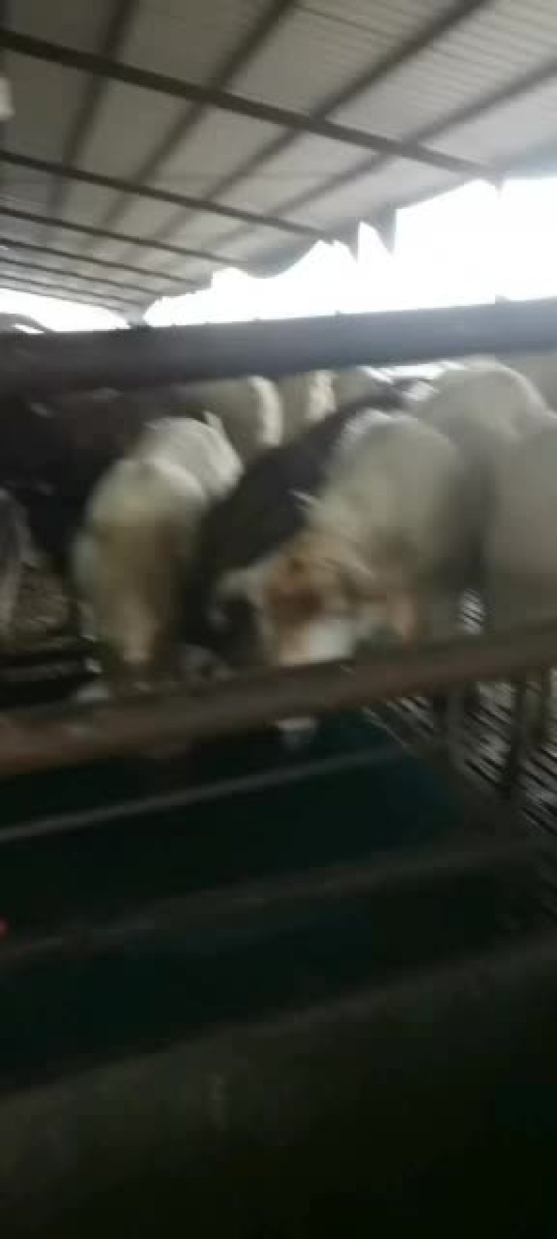 长年出售活羊，波尔山羊，绒山羊，育肥山羊苗