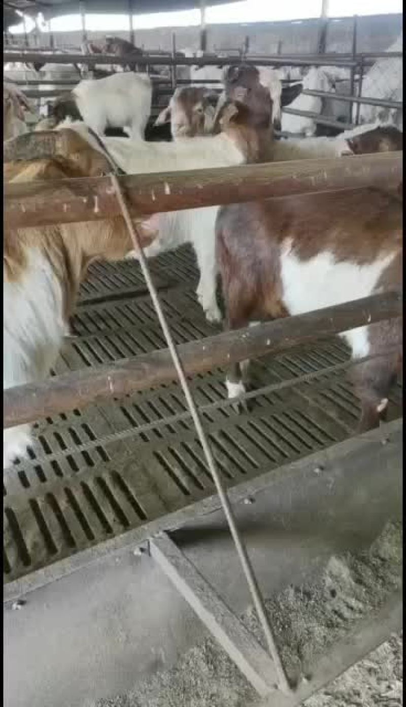 长年出售活羊，波尔山羊，绒山羊，育肥山羊苗