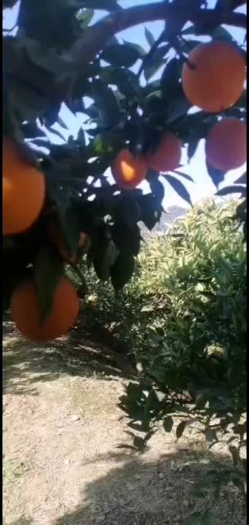 脐橙：鹅蛋柑味道好甜：美观色香味