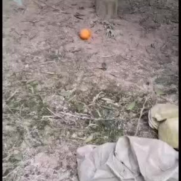 脐橙：鹅蛋柑味道好甜：美观色香味