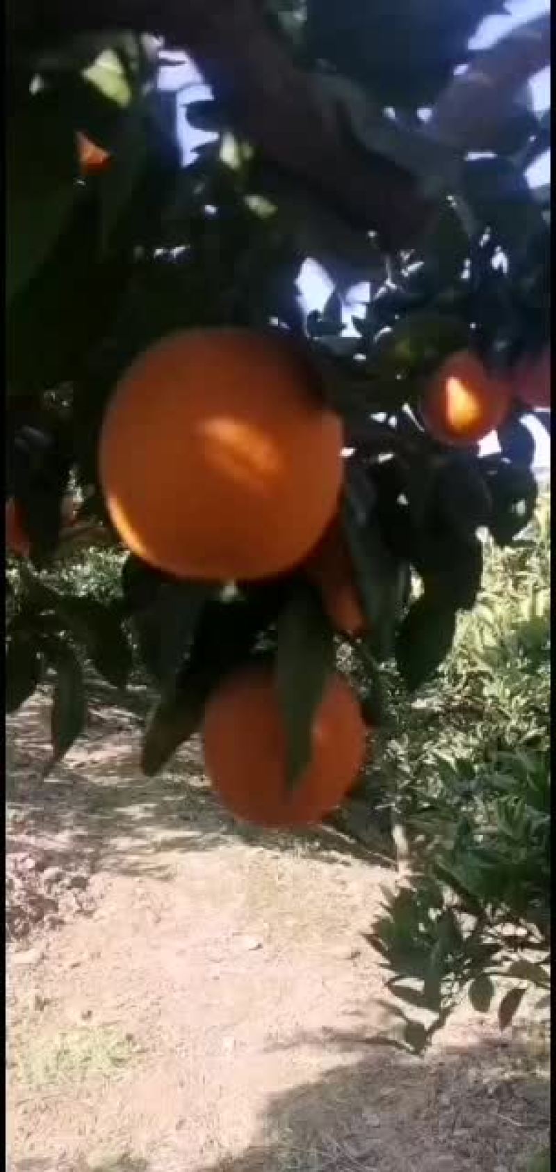 脐橙：鹅蛋柑味道好甜：美观色香味