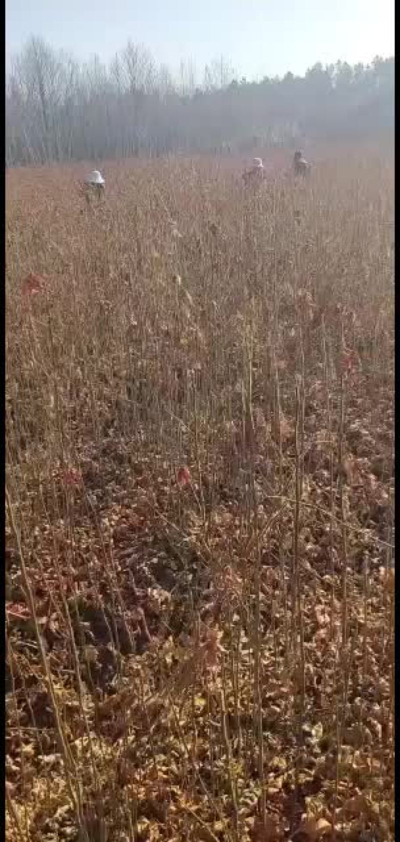 枫香3公分，小苗，欢迎新老客户前来订够，