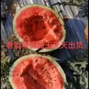 老挝精品甜王需要的老板联系