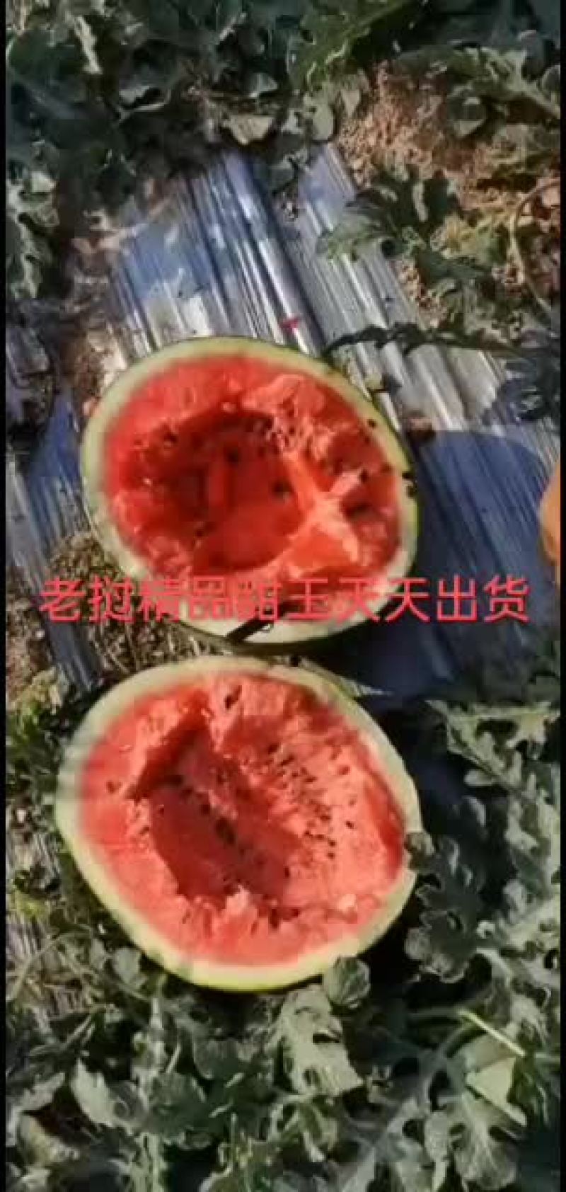 老挝精品甜王需要的老板联系