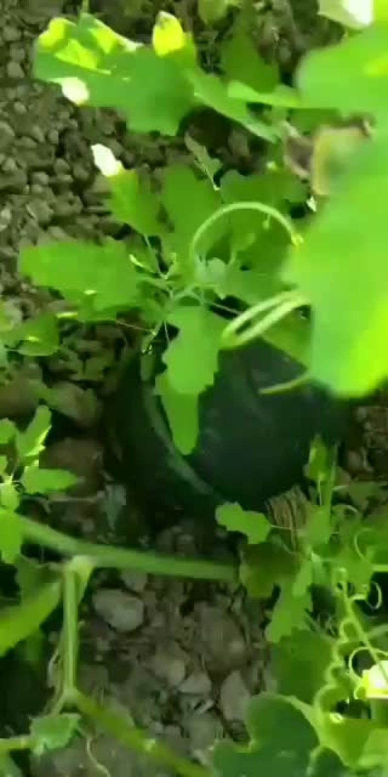 板栗南瓜~广东反季节蔬菜
