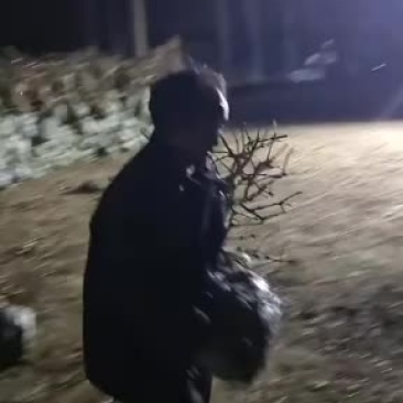 金银花苗木，金银花老桩基地直销