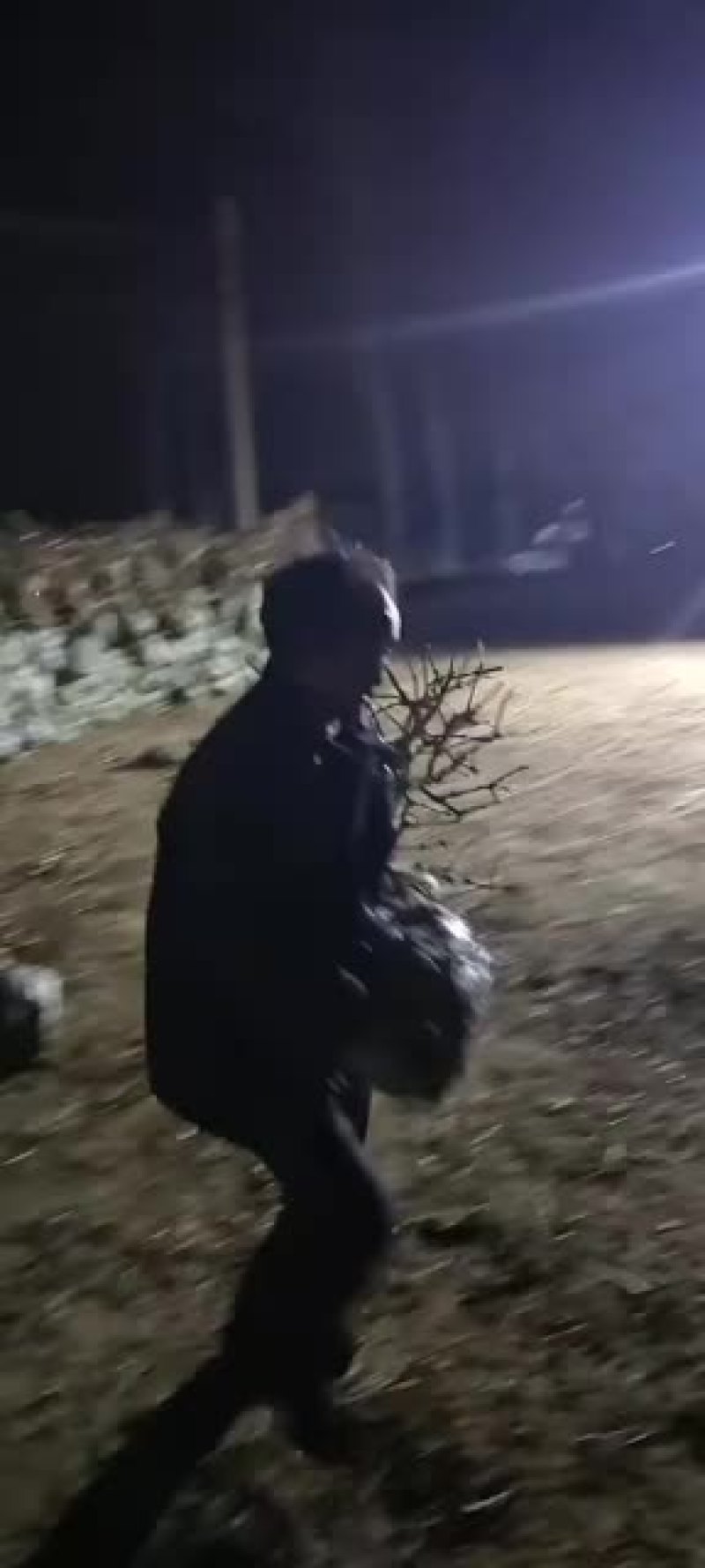 金银花苗木，金银花老桩基地直销