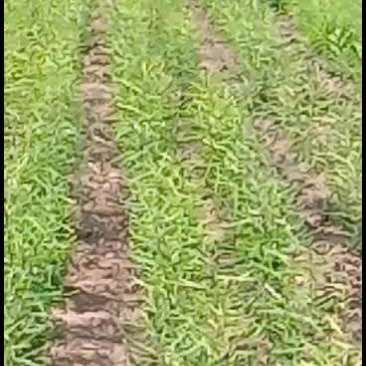 皂角树二年小苗4090公分高
