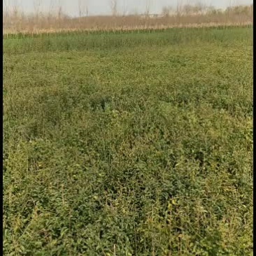 小叶女贞，冠幅达到30公分，200万棵