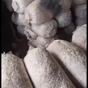 广温偏高品种615大量出货