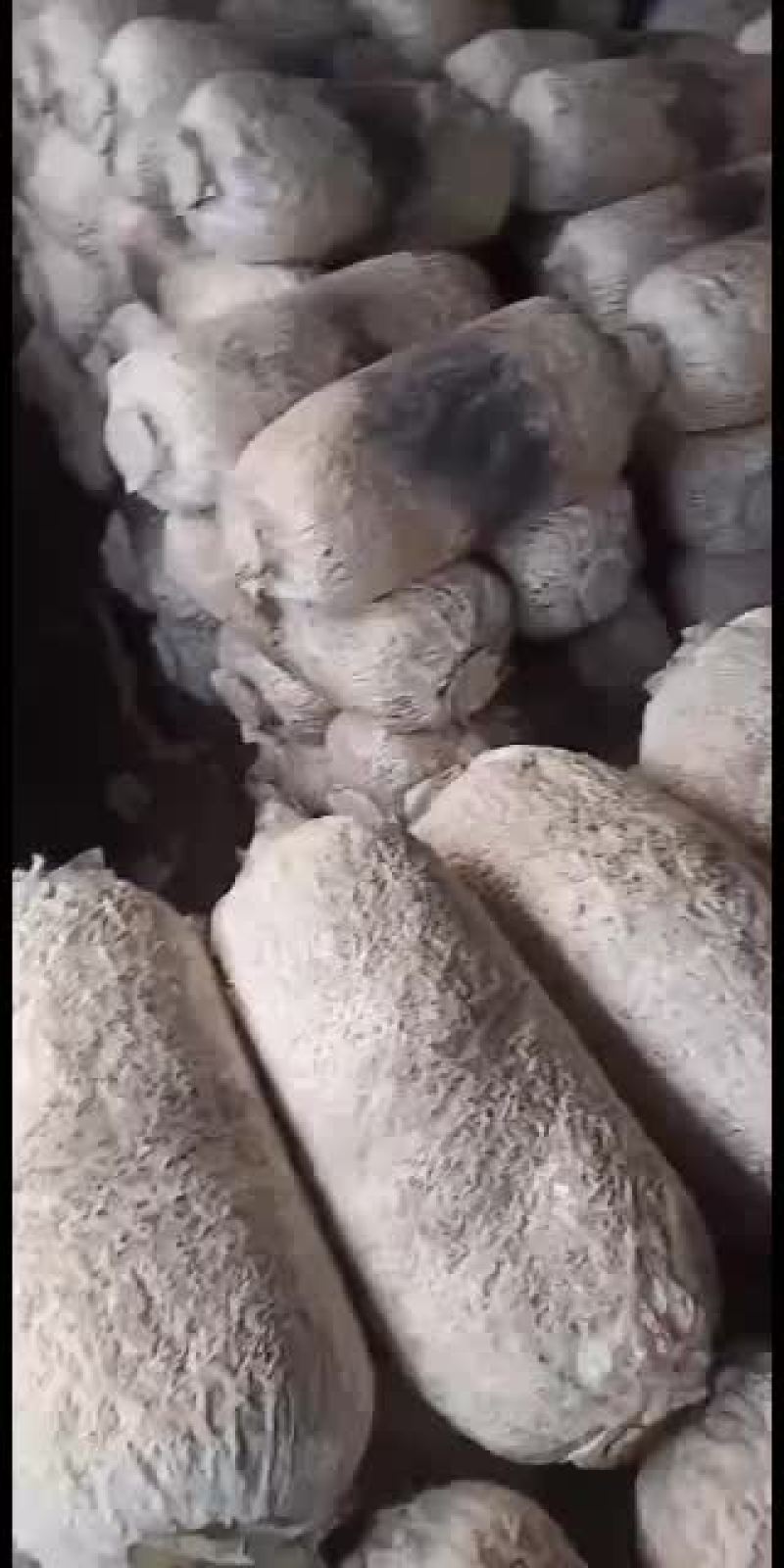 广温偏高品种615大量出货