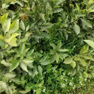 蒲江春见耙耙柑丑橘嫁接苗