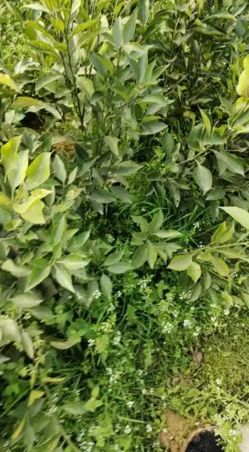 蒲江春见耙耙柑丑橘嫁接苗