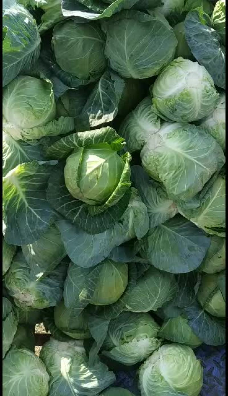 甘蓝牛心包菜个头均匀