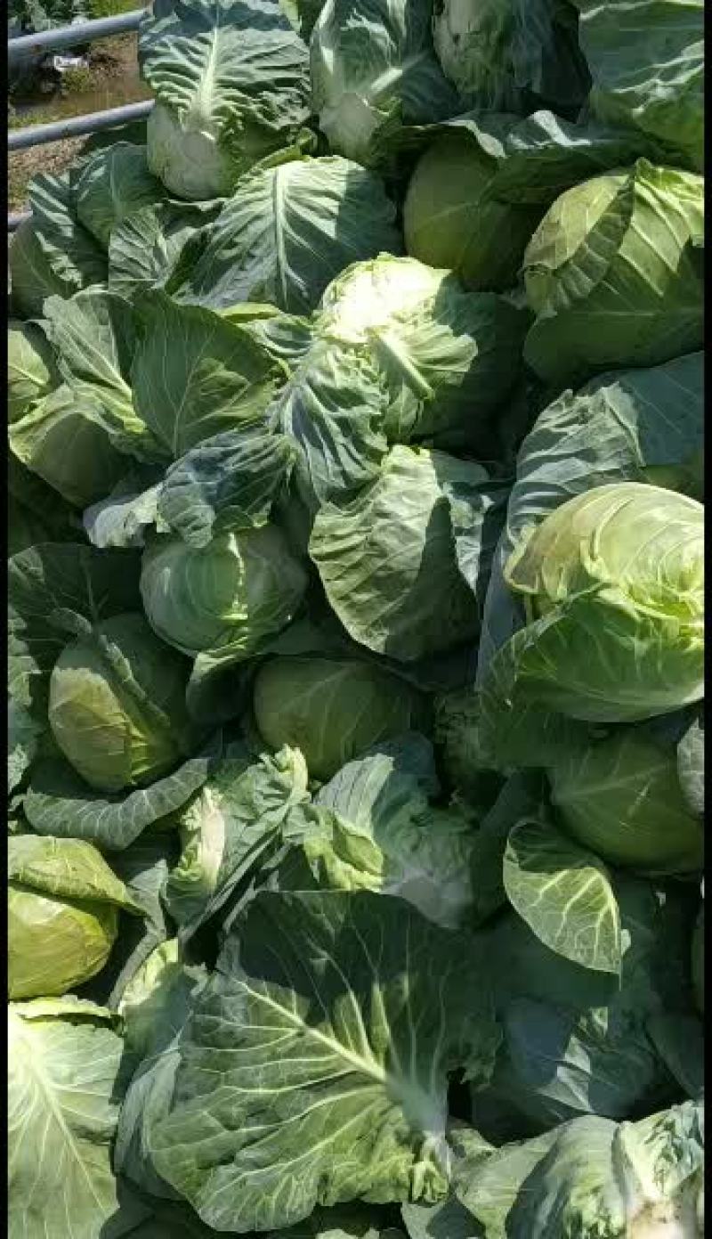 甘蓝牛心包菜个头均匀