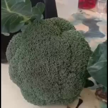 我们经营西兰花大量共应