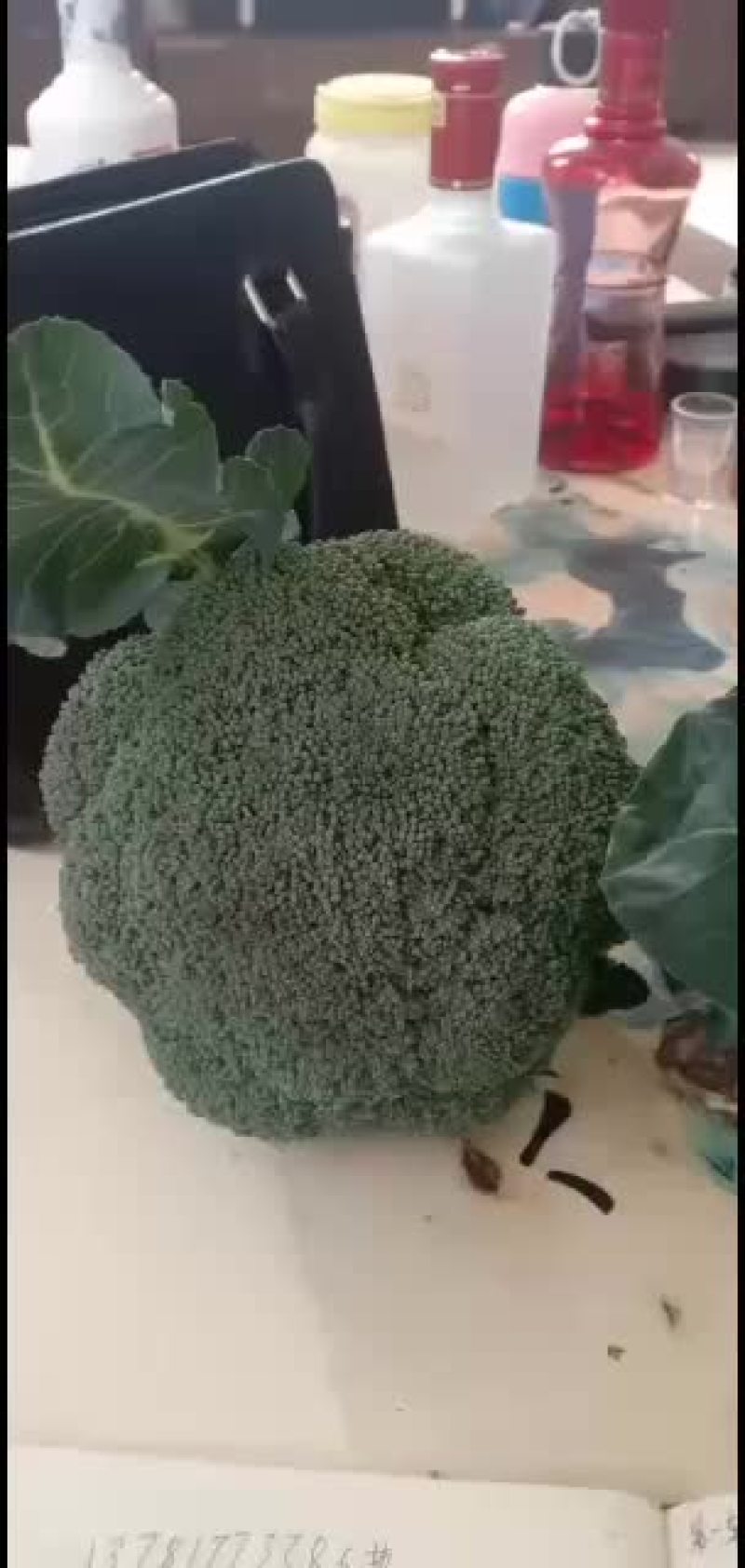 我们经营西兰花大量共应