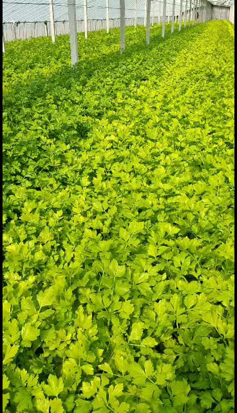马家沟芹菜新货新货，大批量发货中