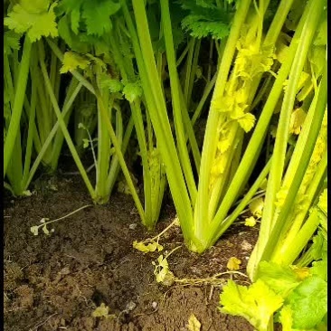 马家沟芹菜新货新货，大批量发货中