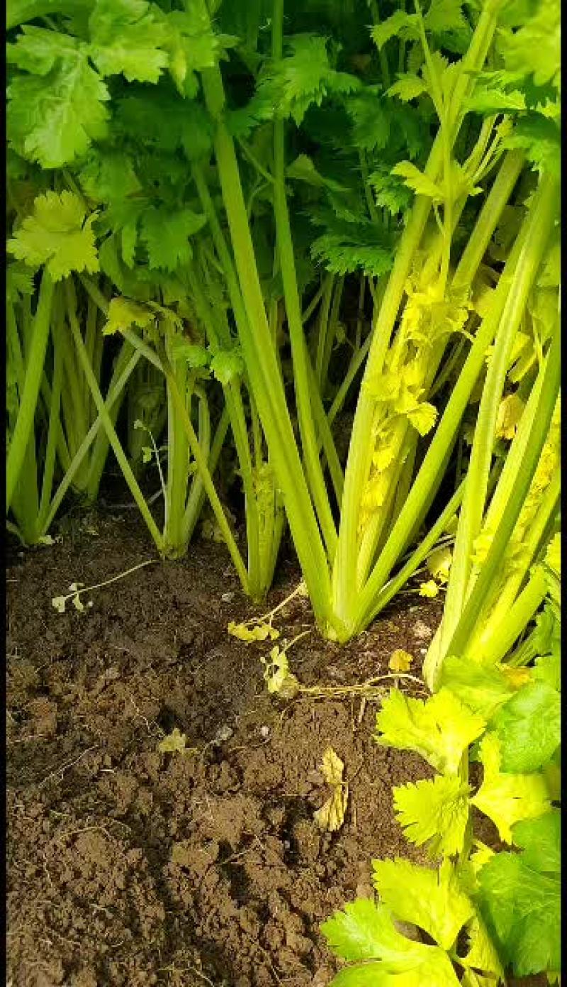 马家沟芹菜新货新货，大批量发货中