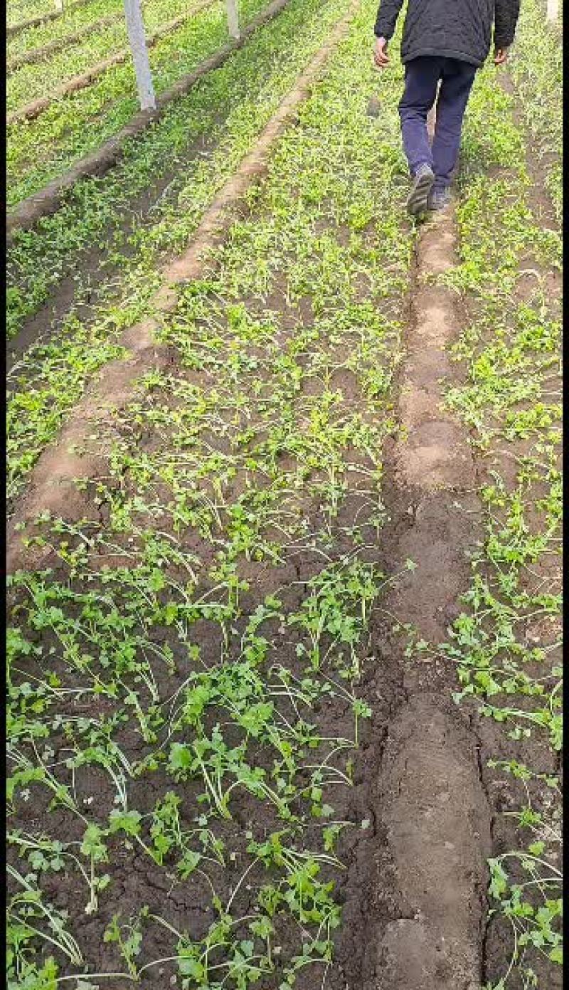 马家沟芹菜新货新货，大批量发货中