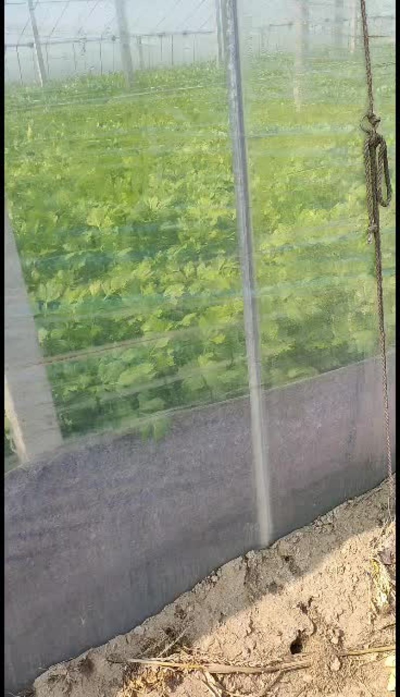 马家沟芹菜新货新货，大批量发货中