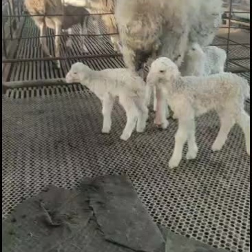 长年出凭母羊，公羊，羔羊