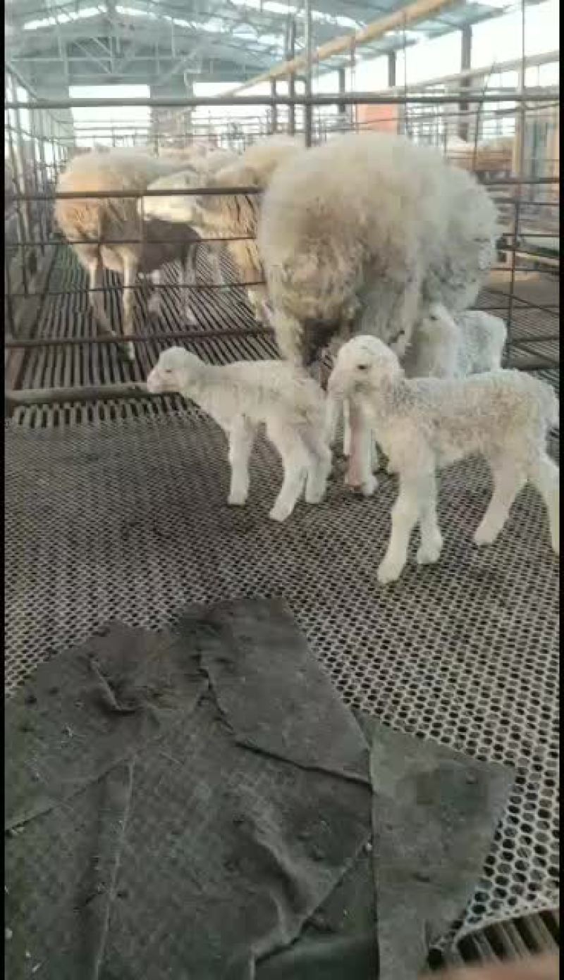 长年出凭母羊，公羊，羔羊