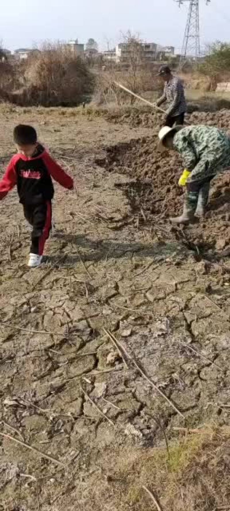 广昌36号太空藕苗优质种苗