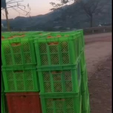 云南普洱沃柑种植大户