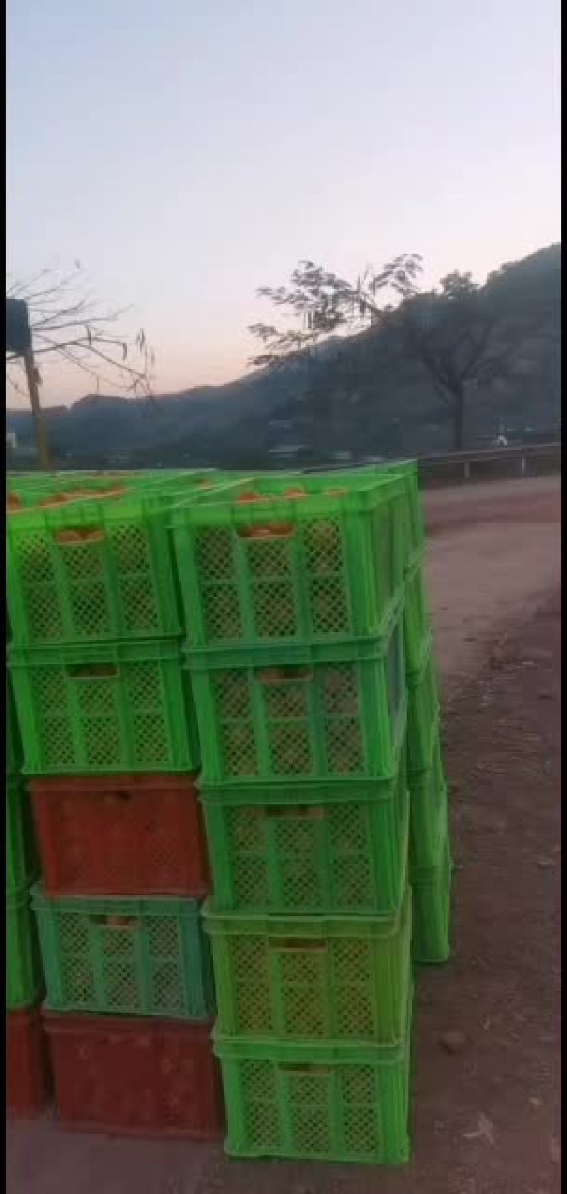 云南普洱沃柑种植大户