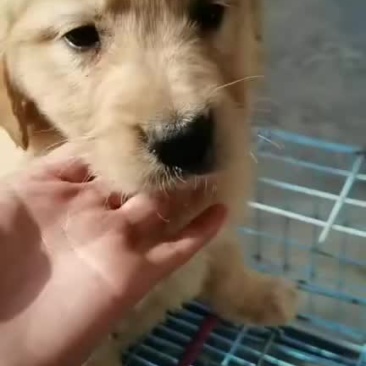 金毛幼犬欢迎来购喜欢的朋友来了