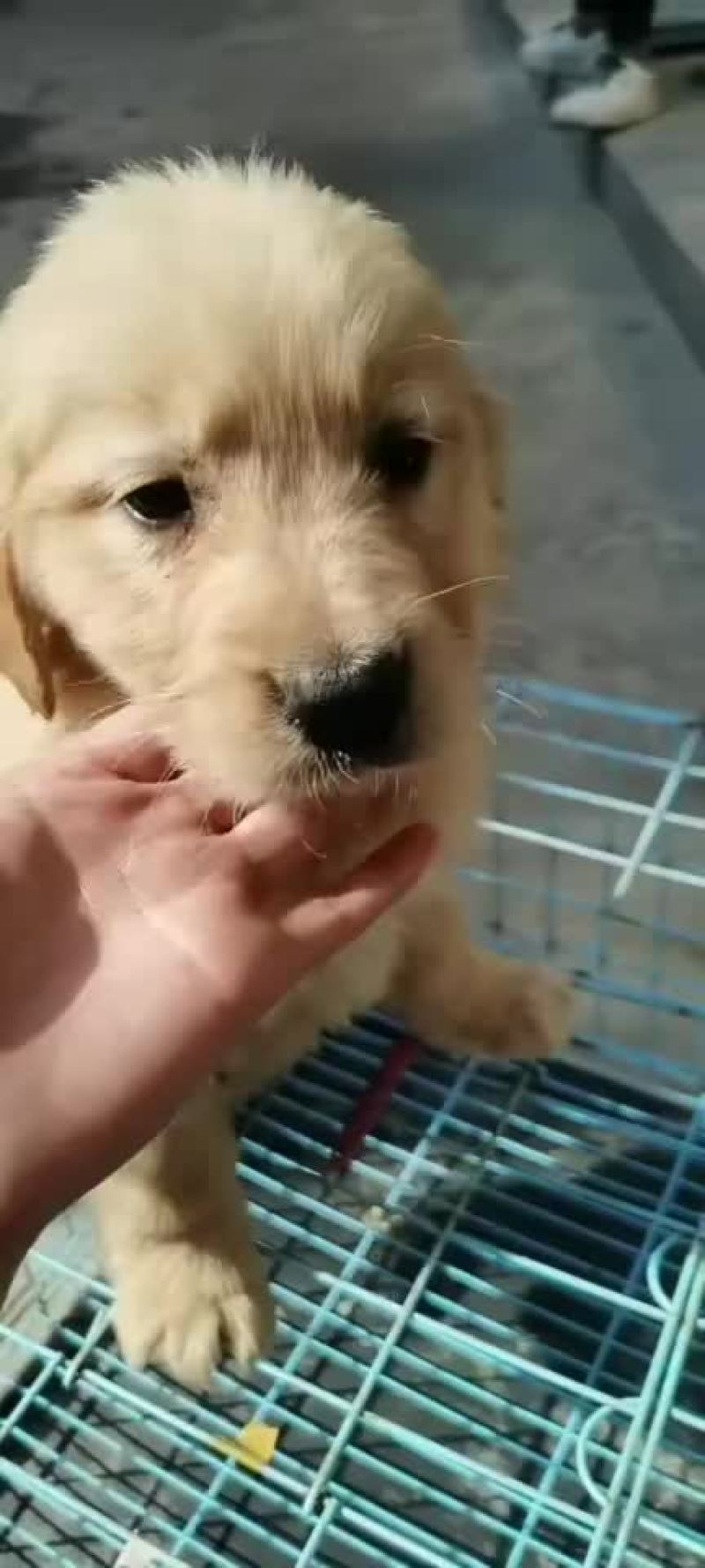 金毛幼犬欢迎来购喜欢的朋友来了