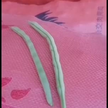 广西合浦县四季豆鲜艳水亮！
