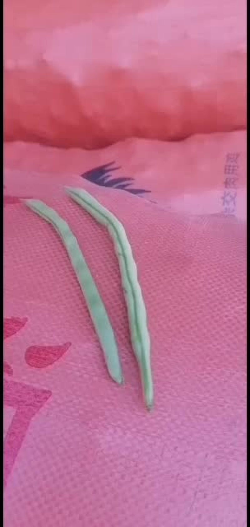 广西合浦县四季豆鲜艳水亮！