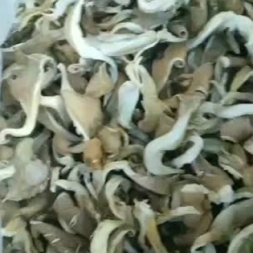 干平菇条批发，要好货的联系我