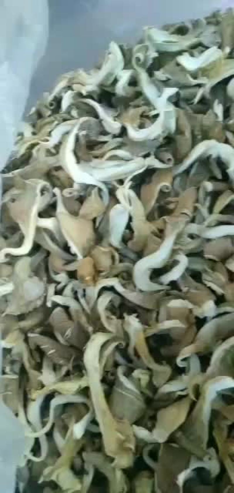干平菇条批发，要好货的联系我