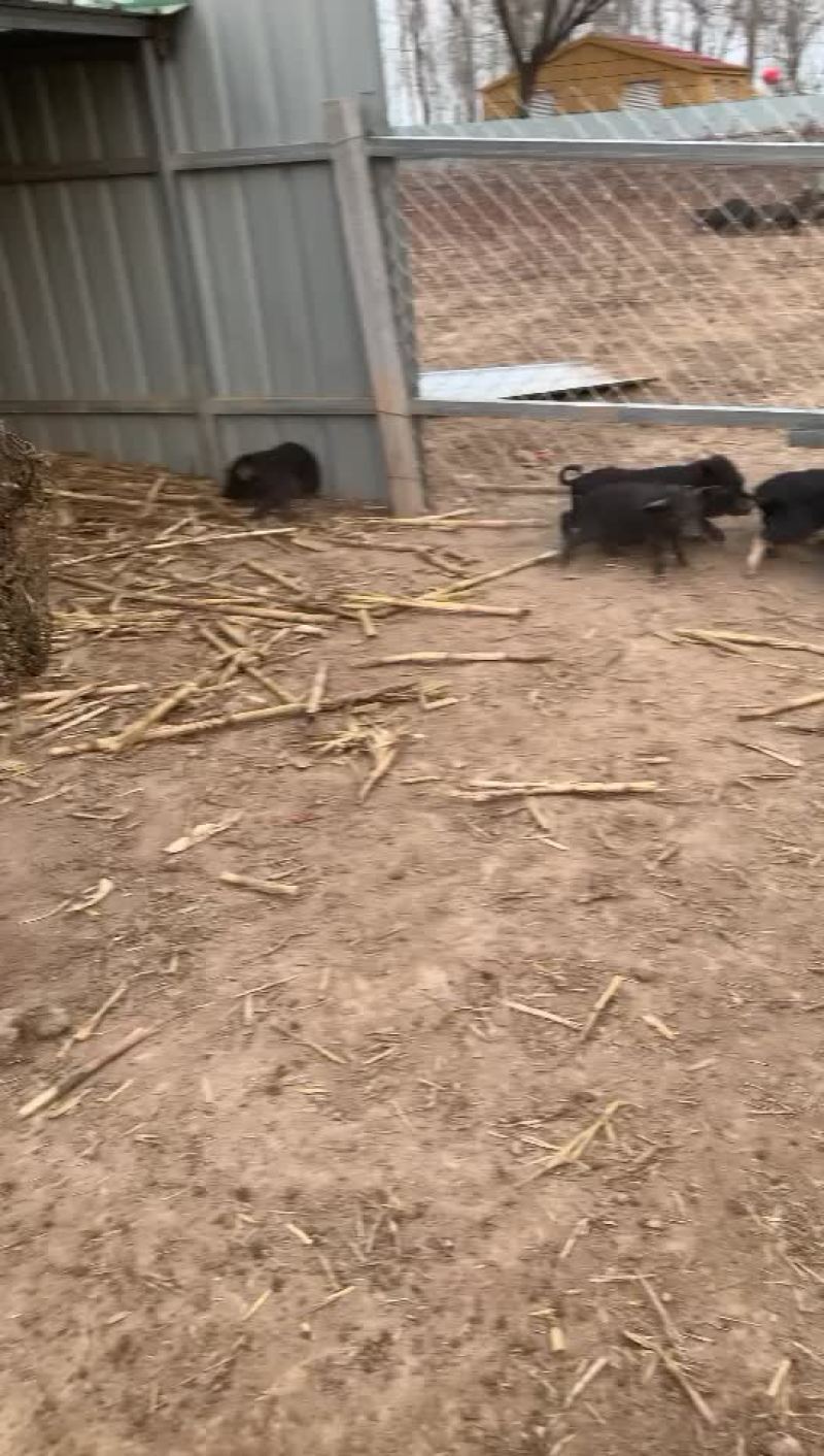 黑猪苗，白猪苗价格，巴马香猪苗价格