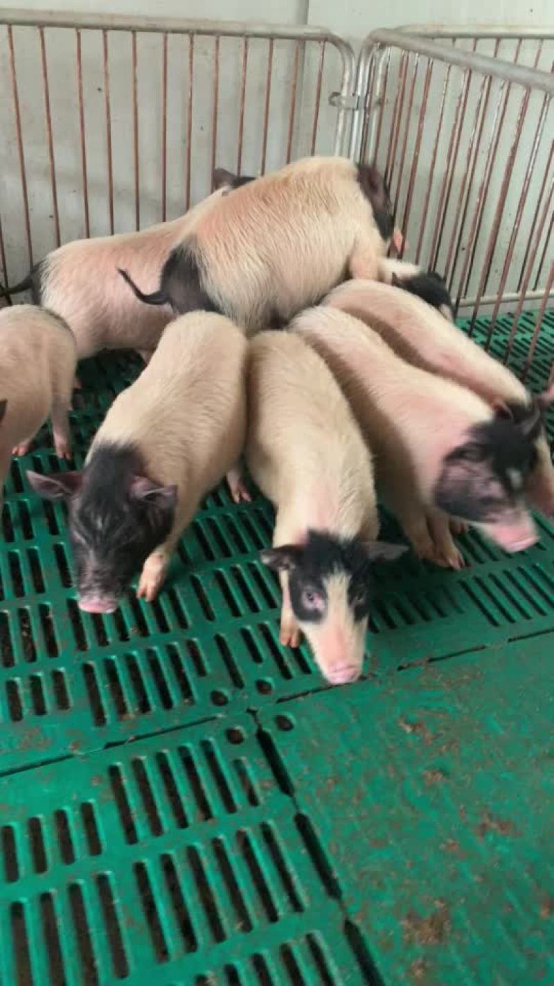 黑猪苗，白猪苗价格，巴马香猪苗价格