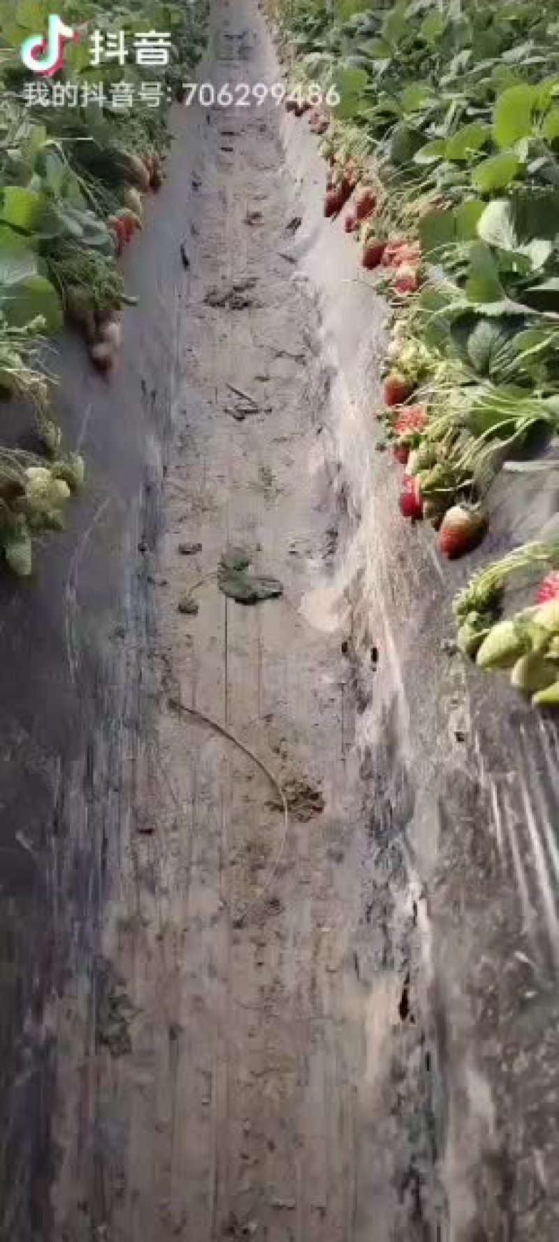 奶油草莓山西省运城绛县