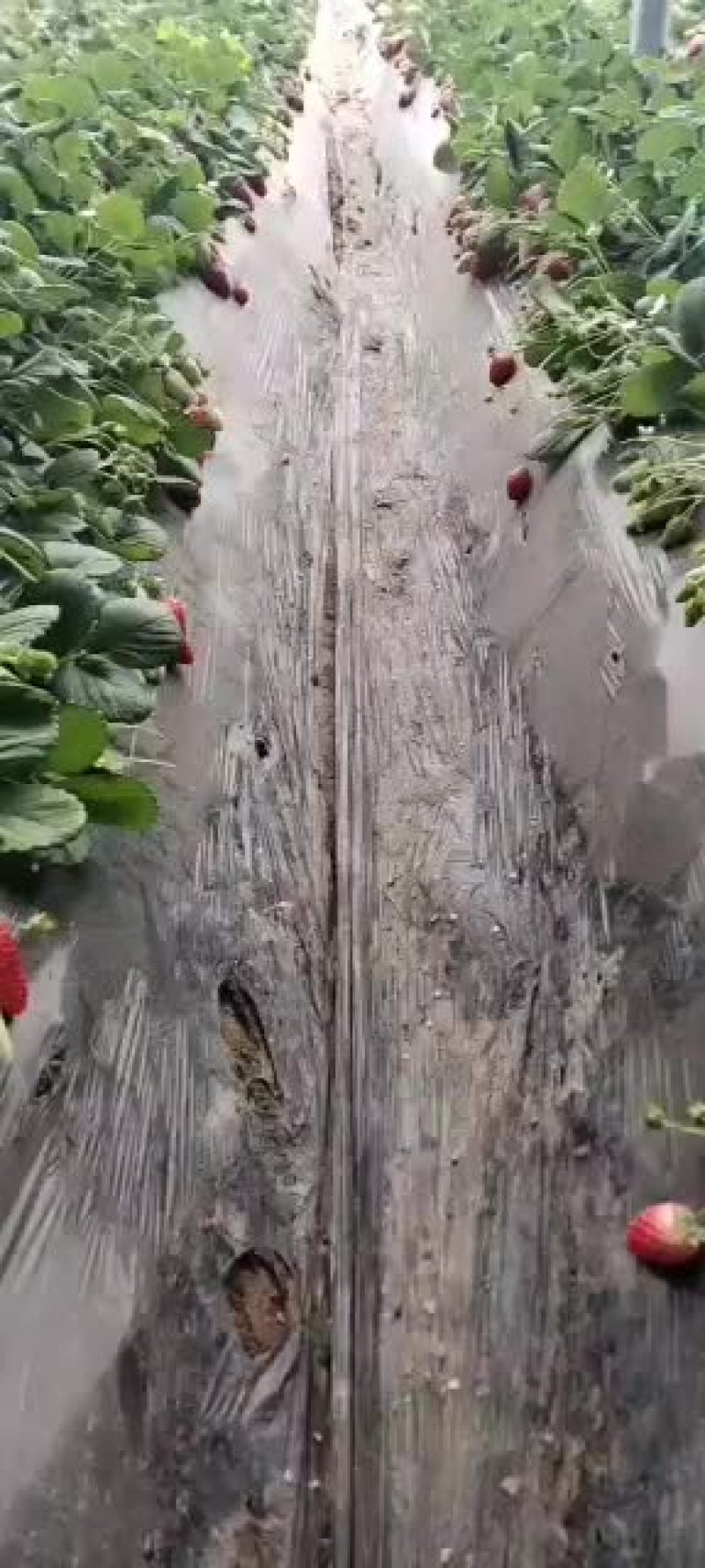 奶油草莓山西省运城绛县