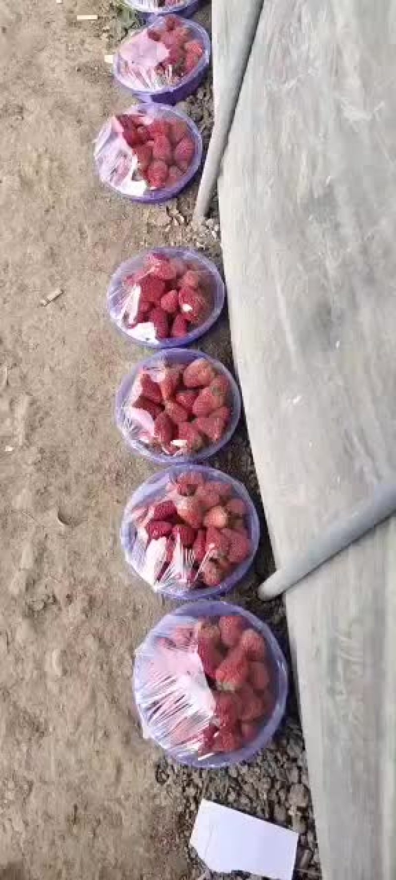 奶油草莓山西省运城绛县
