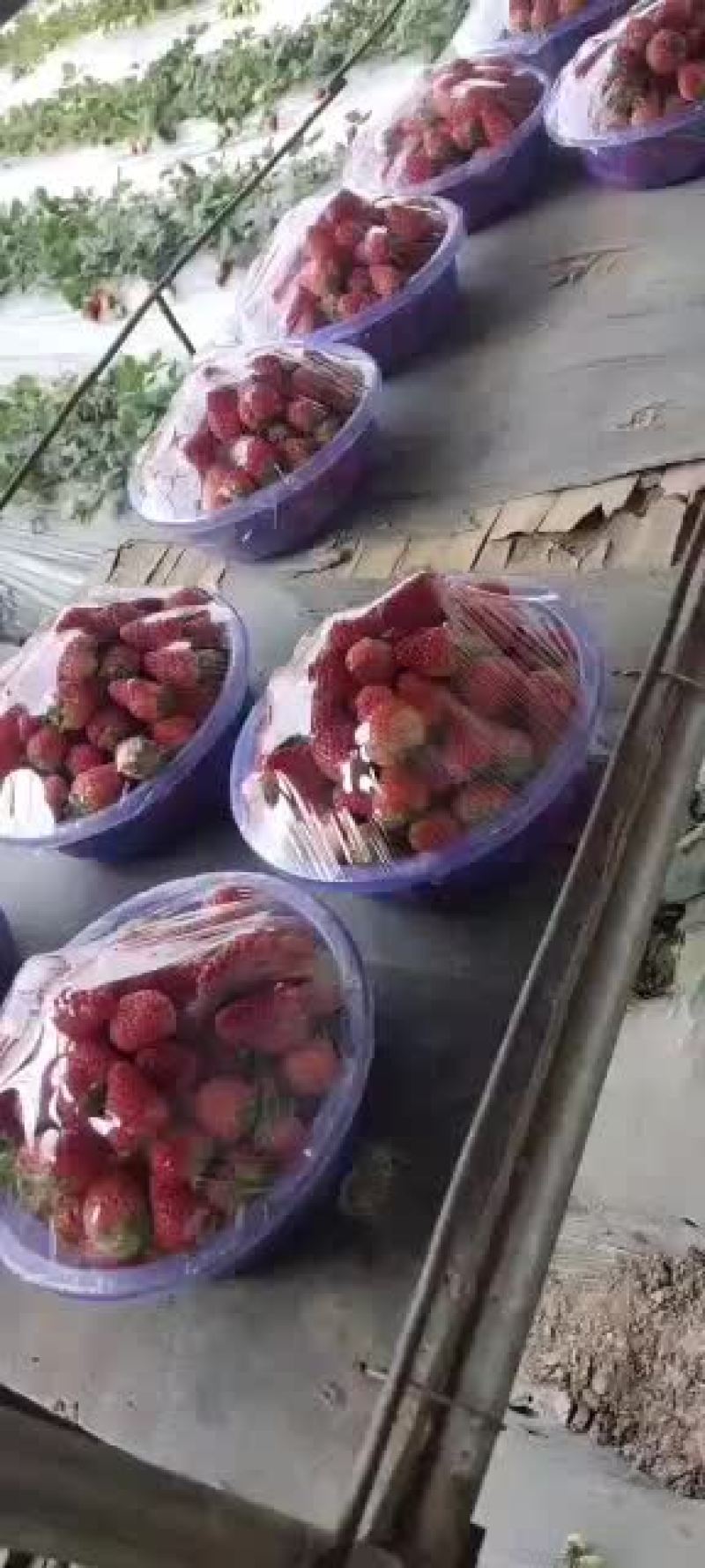 奶油草莓山西省运城绛县
