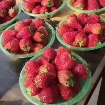 奶油草莓山西省运城绛县
