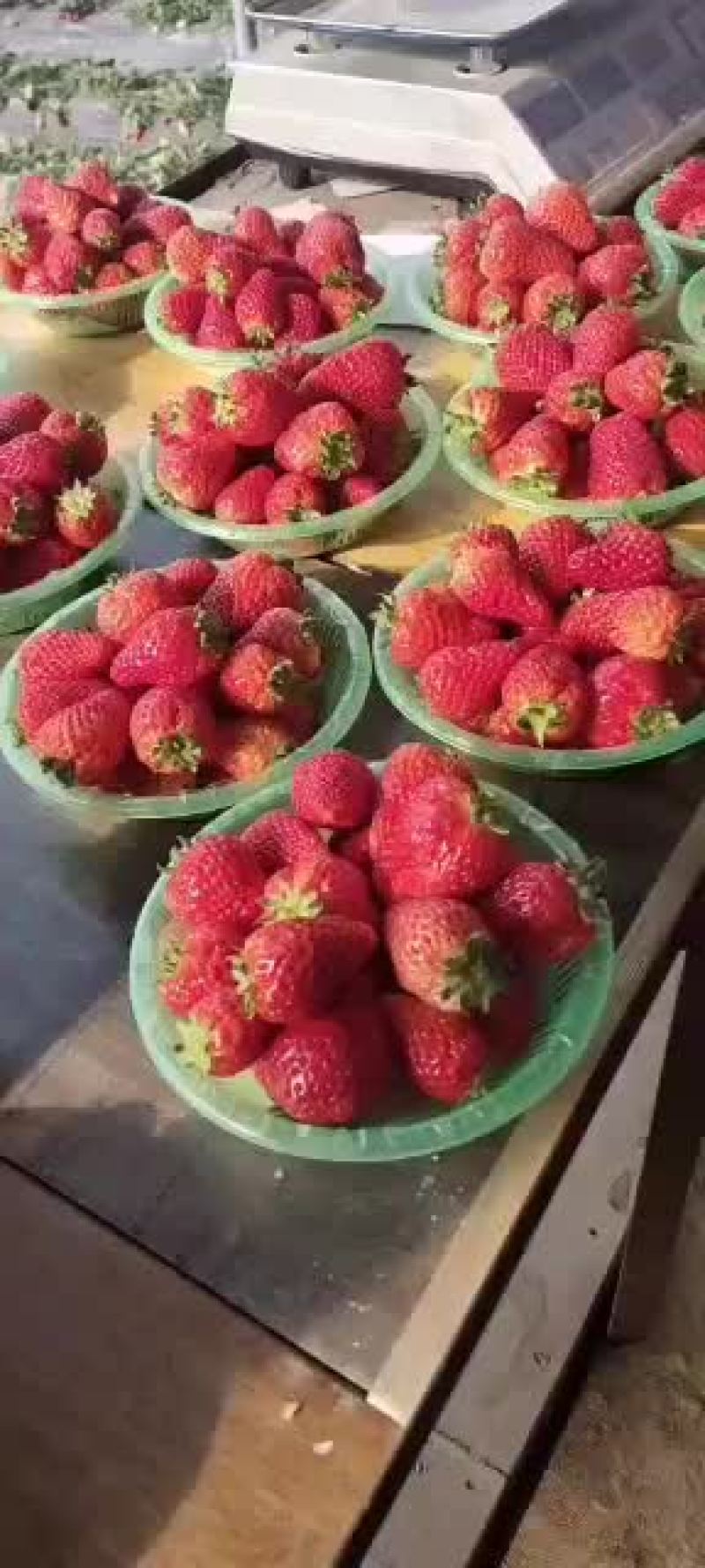 奶油草莓山西省运城绛县