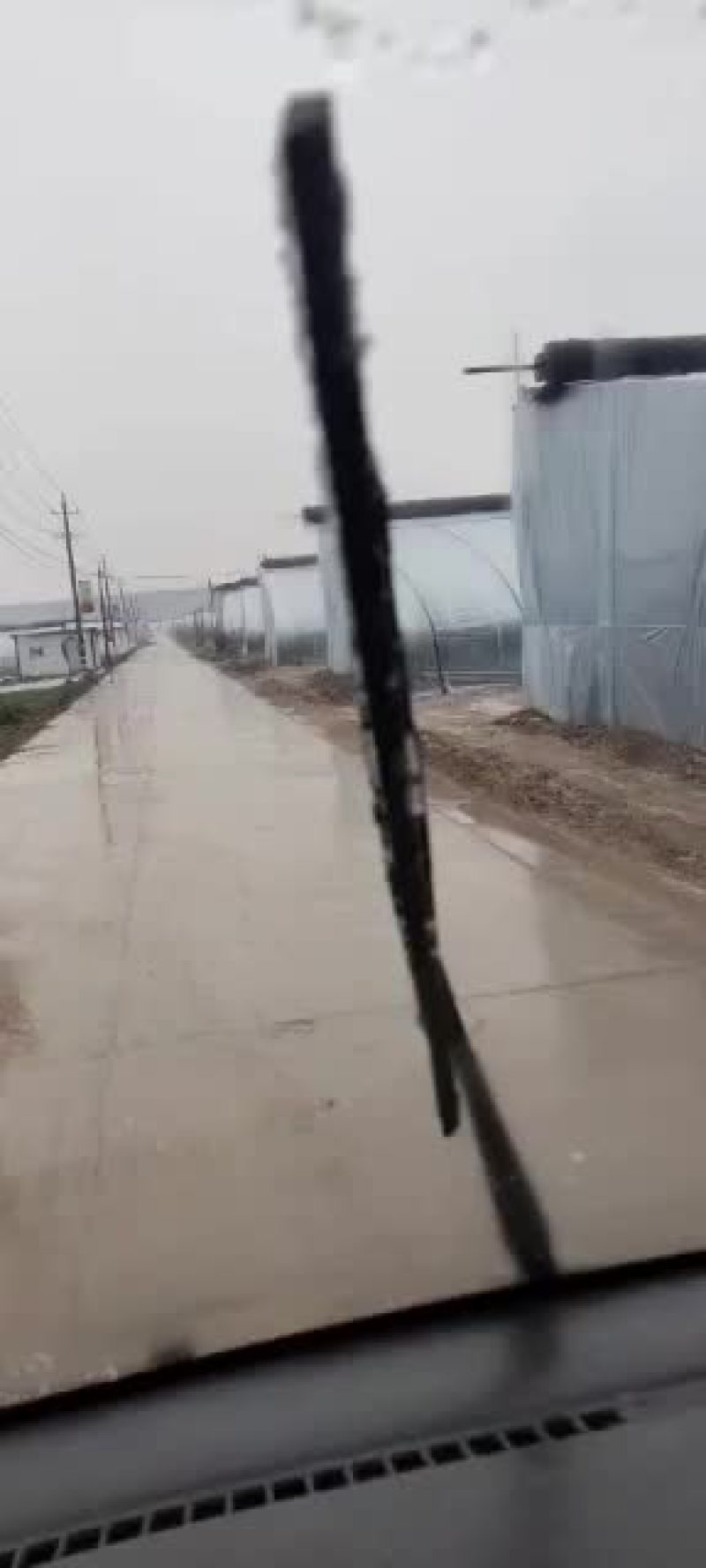 奶油草莓山西省运城绛县