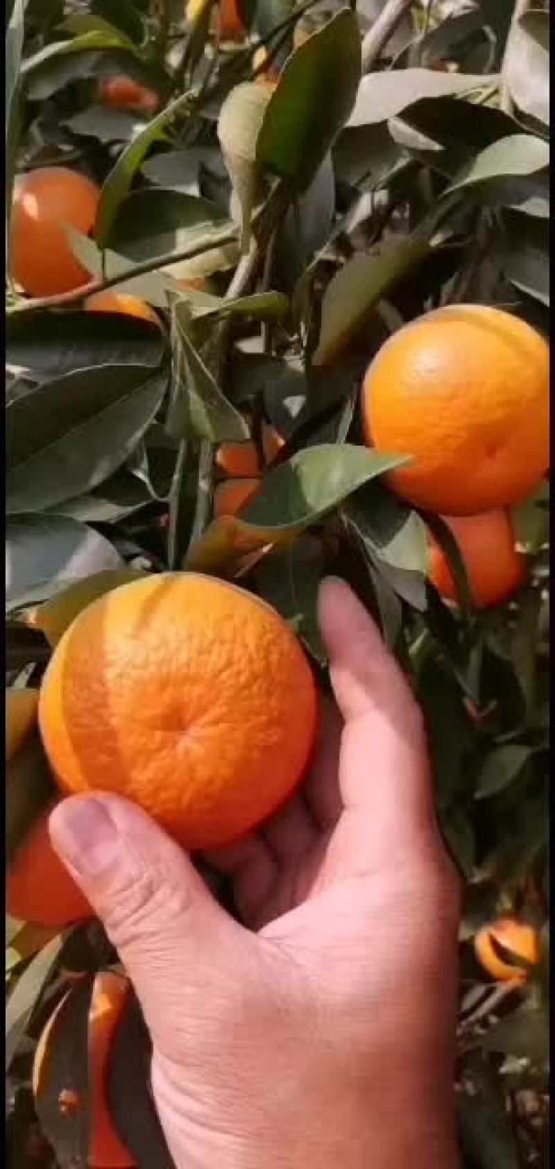 现在目前有十万斤有哪个老板看上的嘛