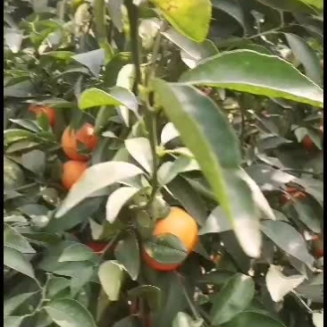 现在目前有十万斤有哪个老板看上的嘛