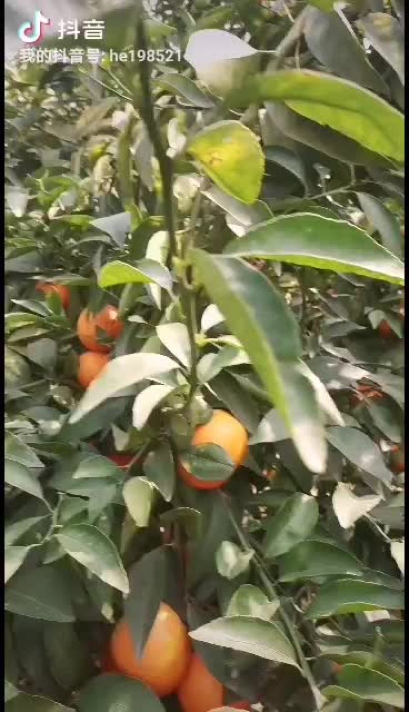 现在目前有十万斤有哪个老板看上的嘛