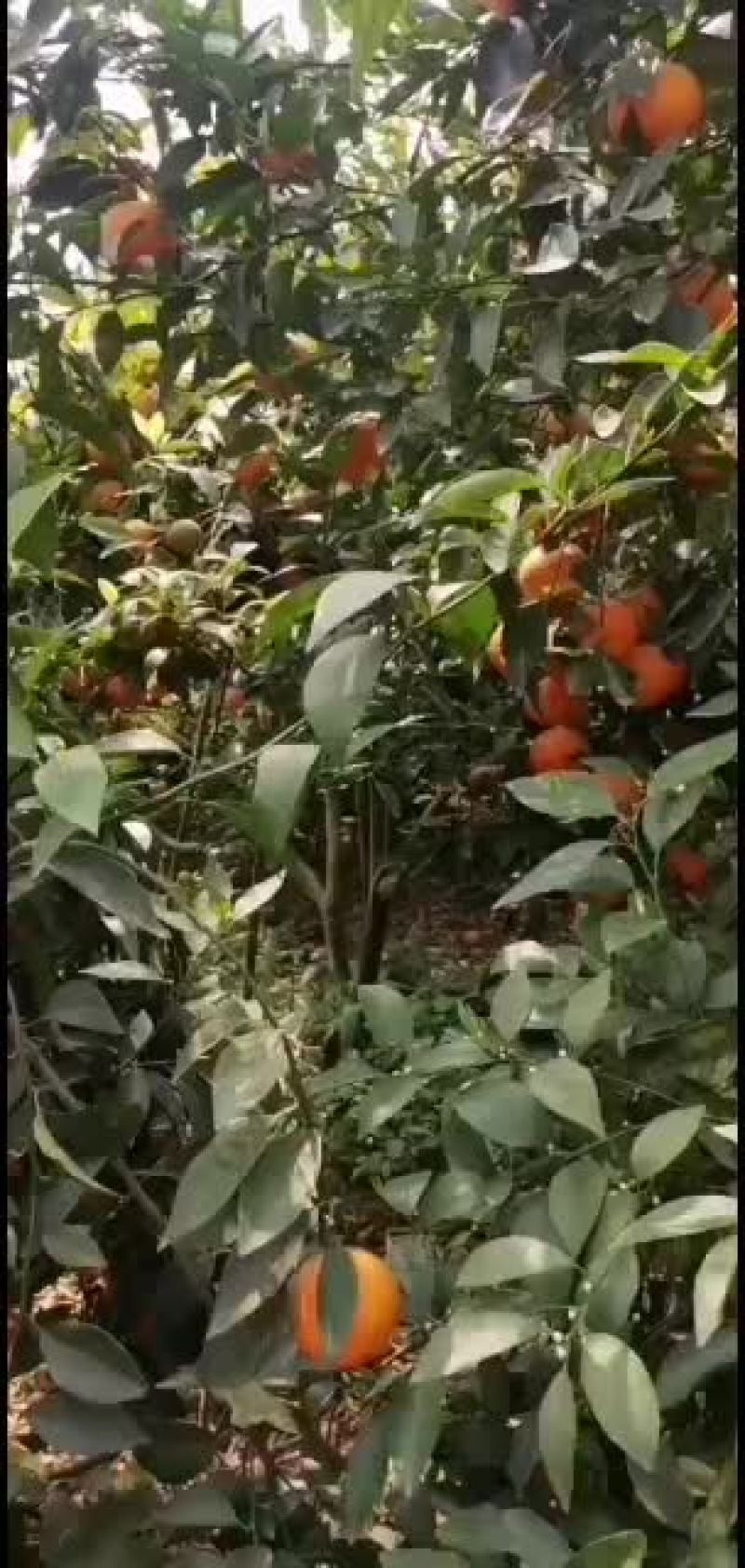 现在目前有十万斤有哪个老板看上的嘛